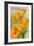 Bodega Bay, California - Poppy-Lantern Press-Framed Art Print