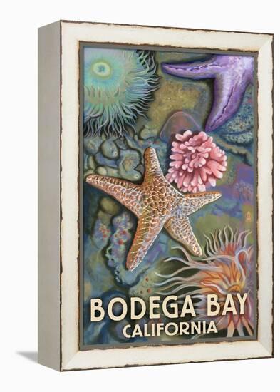 Bodega Bay, California - Tidepool-Lantern Press-Framed Stretched Canvas