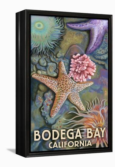 Bodega Bay, California - Tidepool-Lantern Press-Framed Stretched Canvas