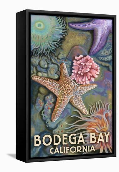 Bodega Bay, California - Tidepool-Lantern Press-Framed Stretched Canvas