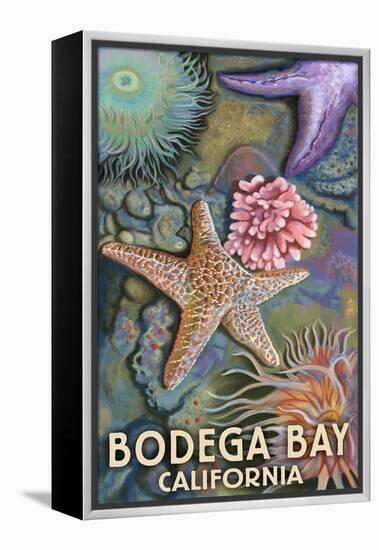 Bodega Bay, California - Tidepool-Lantern Press-Framed Stretched Canvas