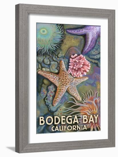 Bodega Bay, California - Tidepool-Lantern Press-Framed Art Print
