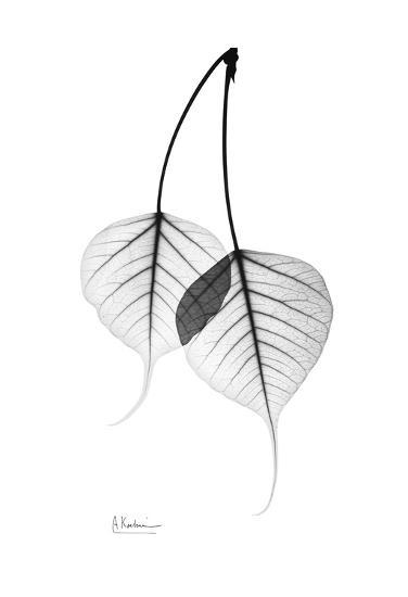Bodhi Tree Leaves In Black And White Art Print By Albert Koetsier Bodhi Tree Leaves In Black And White Art Print By Albert Koetsier