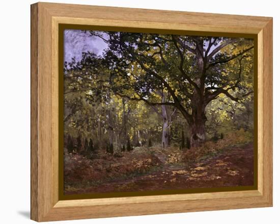 Bodmer Oak, Fontainbleau Forest-Claude Monet-Framed Premier Image Canvas