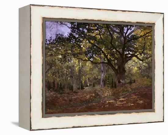 Bodmer Oak, Fontainbleau Forest-Claude Monet-Framed Premier Image Canvas