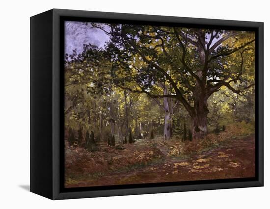 Bodmer Oak, Fontainbleau Forest-Claude Monet-Framed Premier Image Canvas