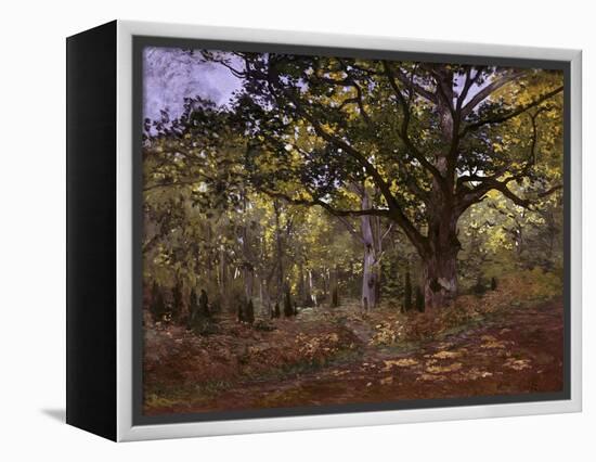 Bodmer Oak, Fontainbleau Forest-Claude Monet-Framed Premier Image Canvas