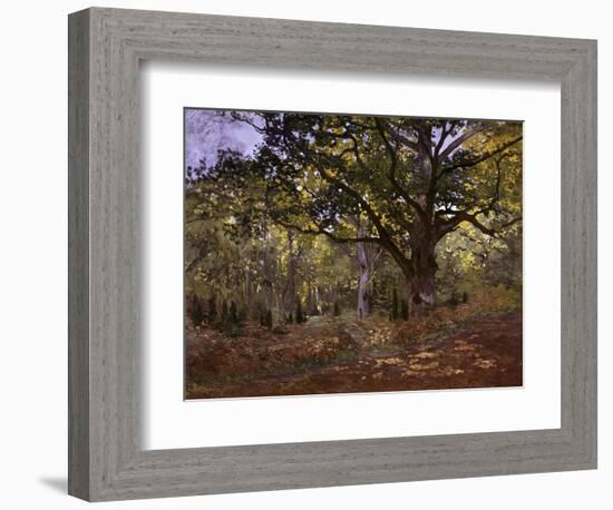 Bodmer Oak, Fontainbleau Forest-Claude Monet-Framed Giclee Print