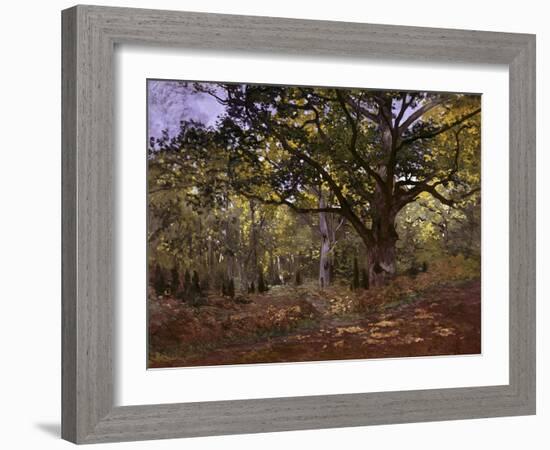 Bodmer Oak, Fontainbleau Forest-Claude Monet-Framed Giclee Print