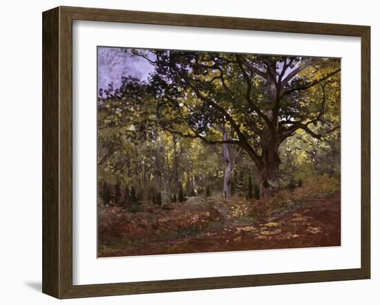 Bodmer Oak, Fontainbleau Forest-Claude Monet-Framed Giclee Print