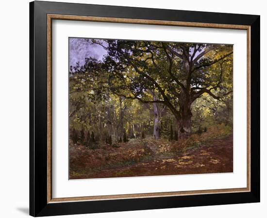 Bodmer Oak, Fontainbleau Forest-Claude Monet-Framed Giclee Print