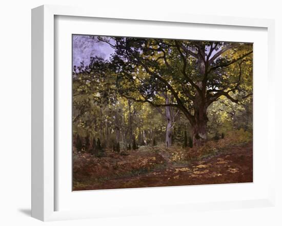 Bodmer Oak, Fontainbleau Forest-Claude Monet-Framed Giclee Print