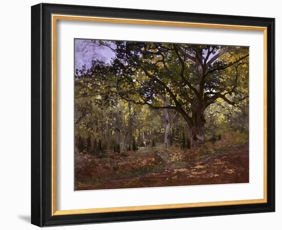 Bodmer Oak, Fontainbleau Forest-Claude Monet-Framed Giclee Print