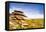 Bodmin Moor, Cornwall, England, United Kingdom, Europe-Kav Dadfar-Framed Premier Image Canvas