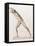 Body Musculature-Mehau Kulyk-Framed Premier Image Canvas