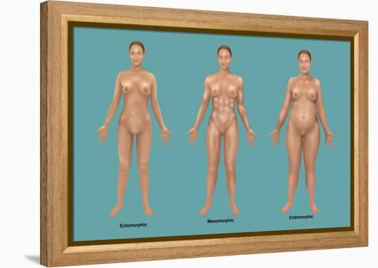 Body Types-Gwen Shockey-Framed Premier Image Canvas