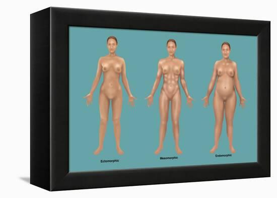 Body Types-Gwen Shockey-Framed Premier Image Canvas