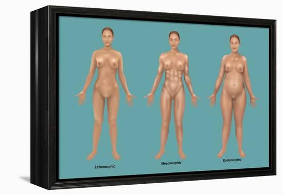 Body Types-Gwen Shockey-Framed Premier Image Canvas