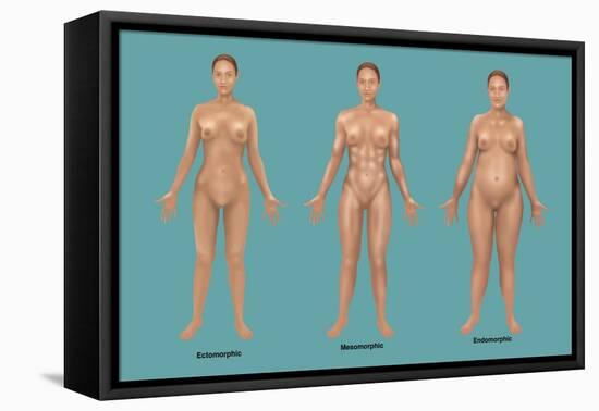 Body Types-Gwen Shockey-Framed Premier Image Canvas