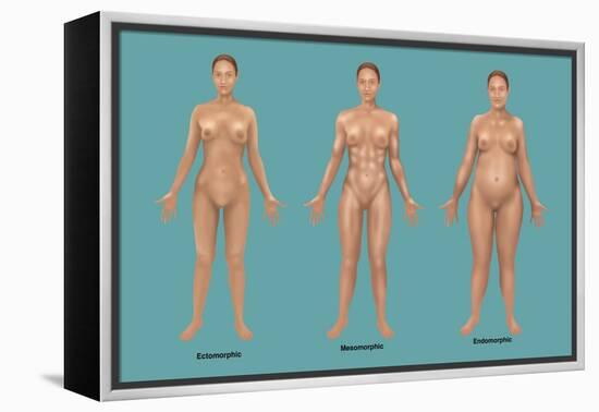 Body Types-Gwen Shockey-Framed Premier Image Canvas