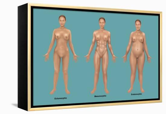 Body Types-Gwen Shockey-Framed Premier Image Canvas