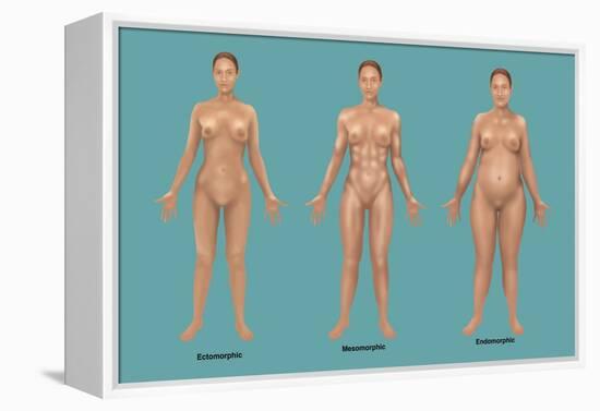 Body Types-Gwen Shockey-Framed Premier Image Canvas