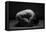 Bodyscape-Anton Belovodchenko-Framed Premier Image Canvas