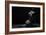 Bodyscape-Anton Belovodchenko-Framed Giclee Print