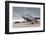 Boeing B-47, Kansas Aviation Museum, Wichita, Kansas, USA-Walter Bibikow-Framed Photographic Print