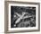 Boeing's New 707 Jet Aircraft, at the Boeing Plant-Nat Farbman-Framed Photographic Print