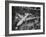 Boeing's New 707 Jet Aircraft, at the Boeing Plant-Nat Farbman-Framed Photographic Print