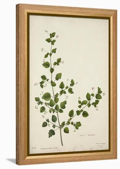 Boerhaavia Repanda Willd, 1800-10-null-Framed Premier Image Canvas