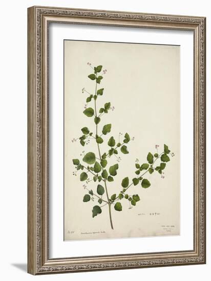 Boerhaavia Repanda Willd, 1800-10-null-Framed Giclee Print