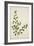 Boerhaavia Repanda Willd, 1800-10-null-Framed Giclee Print
