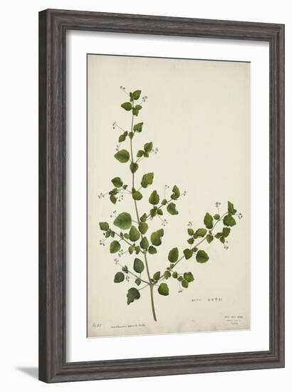 Boerhaavia Repanda Willd, 1800-10-null-Framed Giclee Print