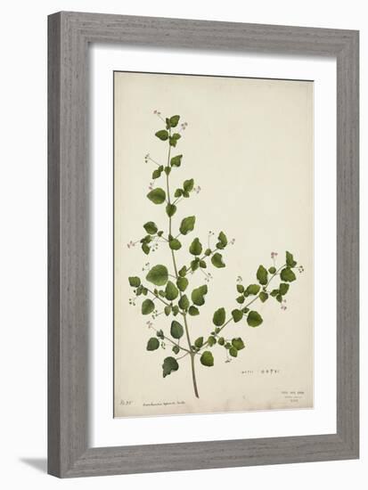 Boerhaavia Repanda Willd, 1800-10-null-Framed Giclee Print