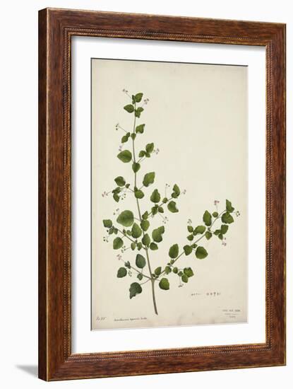 Boerhaavia Repanda Willd, 1800-10-null-Framed Giclee Print