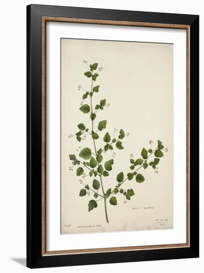 Boerhaavia Repanda Willd, 1800-10-null-Framed Giclee Print