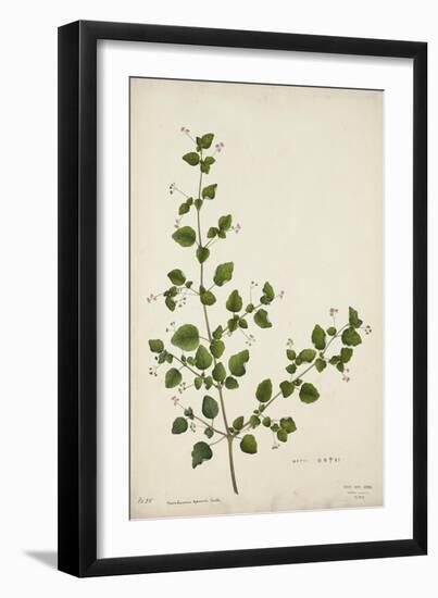 Boerhaavia Repanda Willd, 1800-10--Framed Giclee Print