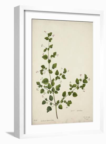 Boerhaavia Repanda Willd, 1800-10-null-Framed Giclee Print