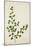 Boerhaavia Repanda Willd, 1800-10-null-Mounted Giclee Print