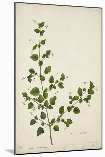 Boerhaavia Repanda Willd, 1800-10-null-Mounted Giclee Print