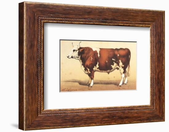 Boeuf-Comtoise-null-Framed Art Print