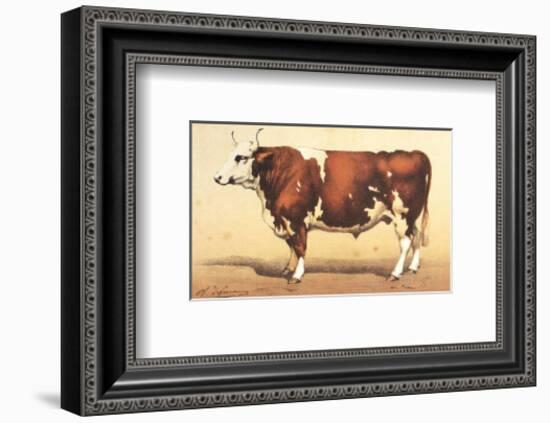 Boeuf-Comtoise-null-Framed Art Print