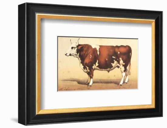 Boeuf-Comtoise-null-Framed Art Print