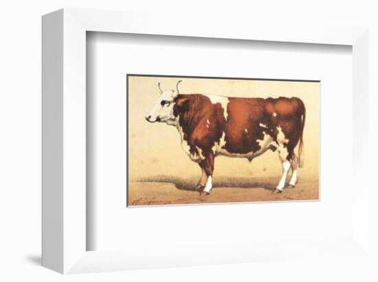 Boeuf-Comtoise-null-Framed Art Print