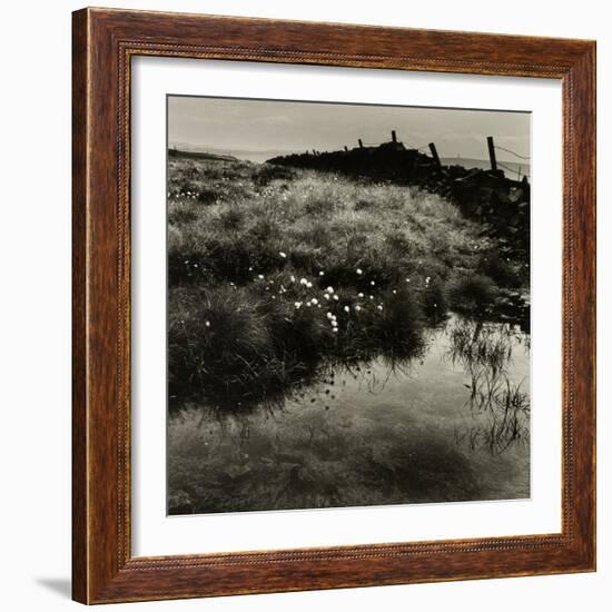 Bog Cotton, Bridestones Moor-Fay Godwin-Framed Giclee Print