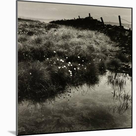 Bog Cotton, Bridestones Moor-Fay Godwin-Mounted Giclee Print