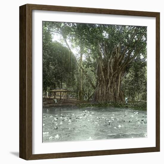 Bogo (Island of Java, Indonesia), Ficus Elastica, "Rubber" in the Victoria Regia Botanical Garden-Leon, Levy et Fils-Framed Photographic Print