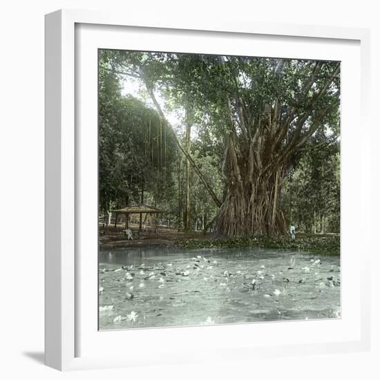 Bogo (Island of Java, Indonesia), Ficus Elastica, "Rubber" in the Victoria Regia Botanical Garden-Leon, Levy et Fils-Framed Photographic Print